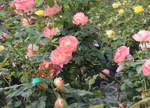 月季萌发新芽时期如何养护