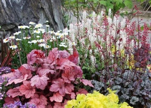 矾根开花吗 花期多长时间