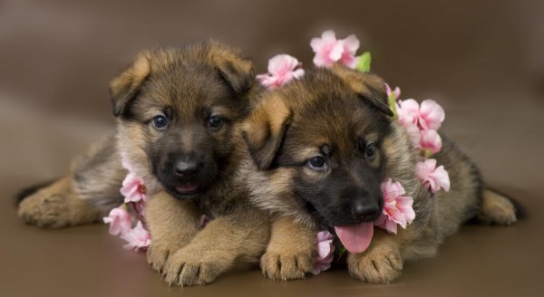 养德牧的十大坏处盘点