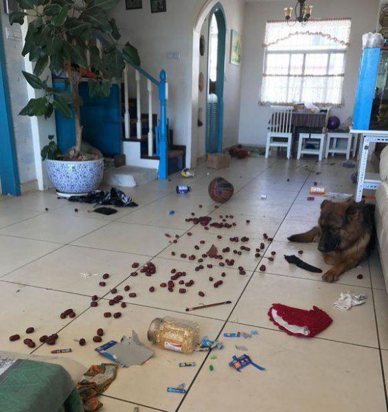 养德牧的十大坏处盘点