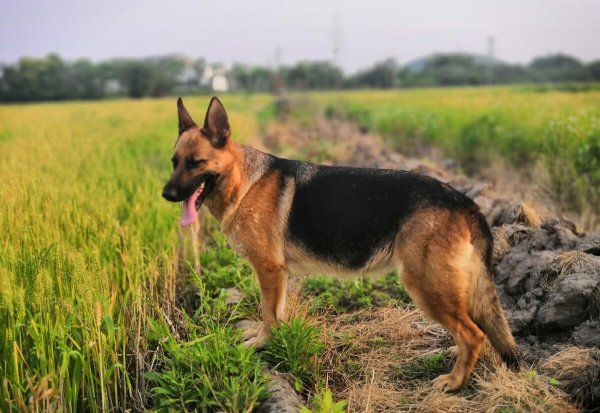 养德牧的十大坏处盘点