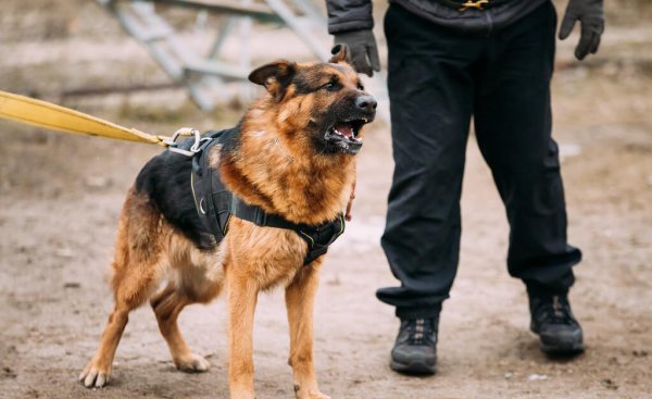 养德牧的十大坏处盘点