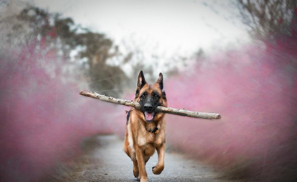 养德牧的十大坏处盘点