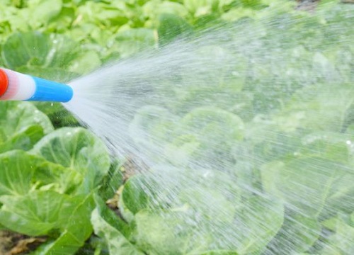 复合肥兑水浇菜多久一次