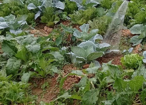 复合肥兑水浇菜多久一次