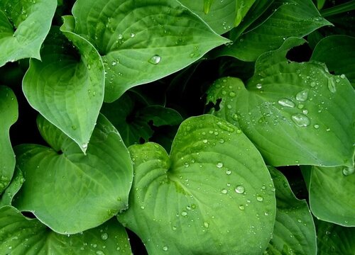 绿萝怎么养殖爬藤速度快且叶片硕大