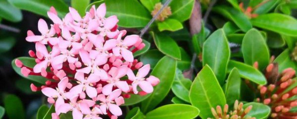 龙船花叶子干枯怎么办