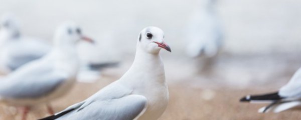 新手养殖鸽子注意哪些事项