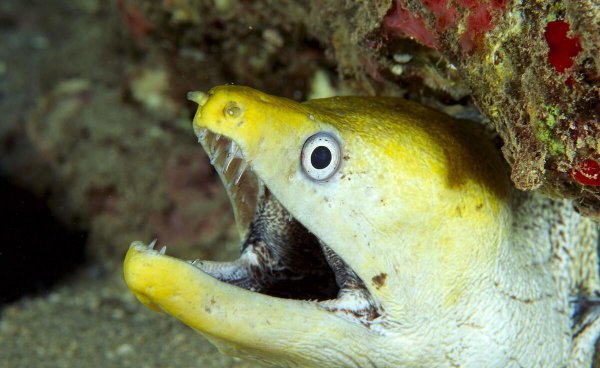 鳝鱼吃什么食物介绍