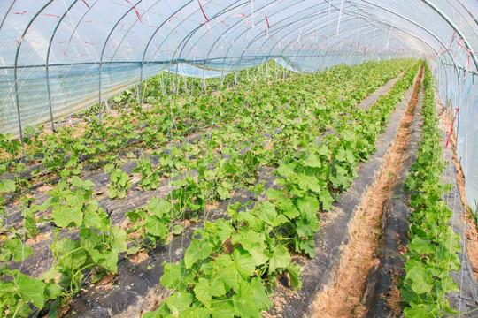 黄瓜反季节栽培技术