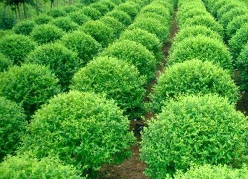 园林苗木用什么复合肥效果好