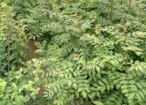 园林苗木用什么复合肥效果好