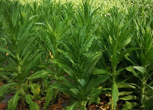 花叶苔菜种植时间和方法