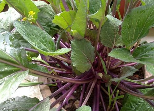 花叶苔菜种植时间和方法