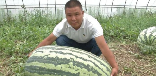 如何种植提高西瓜产量和品质