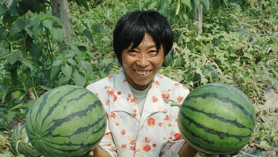 如何种植提高西瓜产量和品质