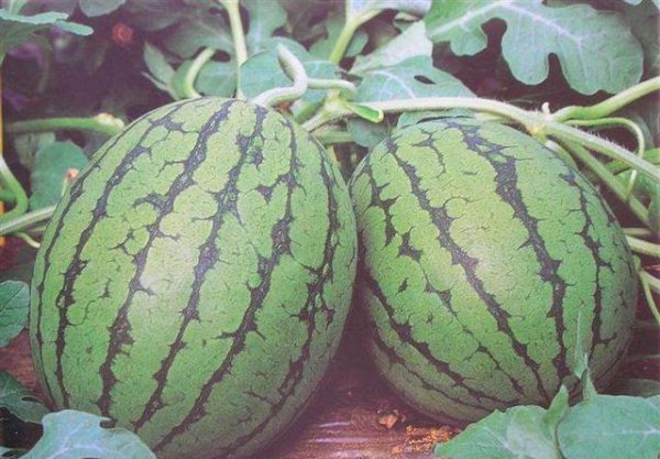 如何种植提高西瓜产量和品质