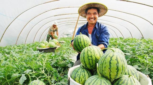 如何种植提高西瓜产量和品质