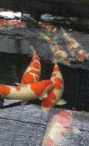 锦鲤的寓意和象征 为什么说锦鲤可以给人带来好运