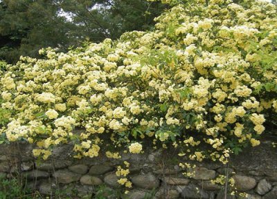 木香花什么时候开花 花期是多长时间