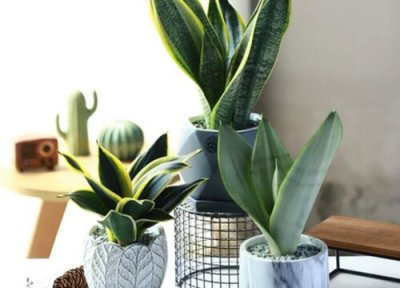 金边虎皮兰怎么养才长得好 虎皮兰的养殖方法和注意事项