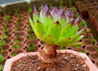 多肉观音莲开花吗 多肉观音莲怎样养让它快速的爆出小芽