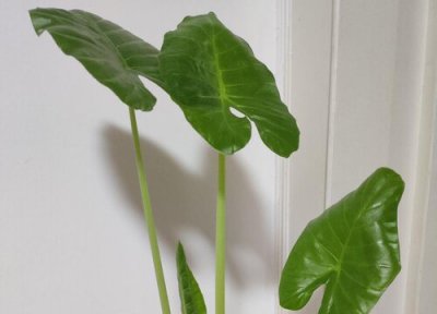 滴水莲花有毒吗 适合放在家里吗