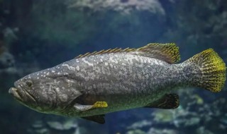 龙趸鱼和石斑鱼的区别 龙趸鱼和石斑鱼有什么区别