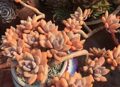 冬美人的养殖方法和注意事项 冬美人怎么养才漂亮