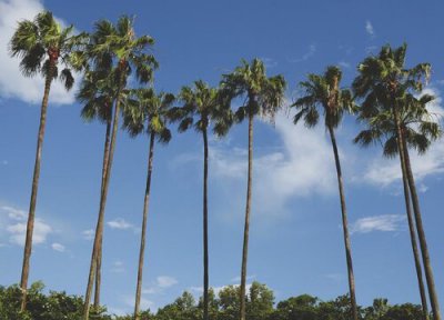 椰子树是什么植物 椰子树属于什么类植物