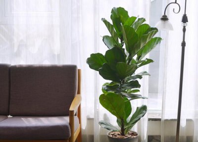 琴叶榕特点 琴叶榕的功效与作用