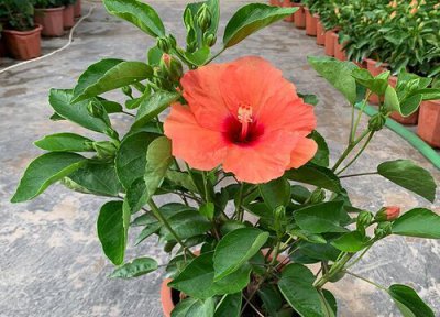 扶桑花怎么养护能常开花 盆栽扶桑花怎样养才能枝繁叶茂