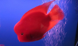 地图鱼和鹦鹉鱼能一起养吗 地图鱼和鹦鹉鱼可不可以一起养呢