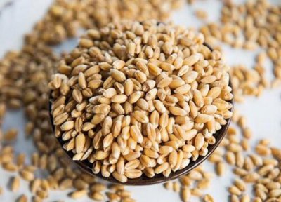 小麦拌种用什么药好 小麦治蚜虫纹枯病用什么拌种剂