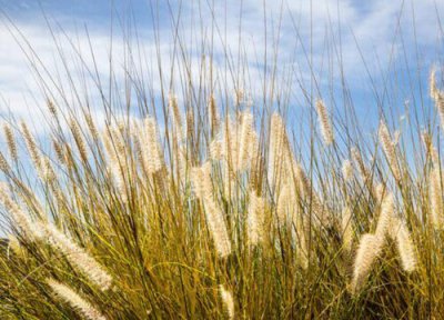 芦苇象征意义 芦苇代表什么象征意义