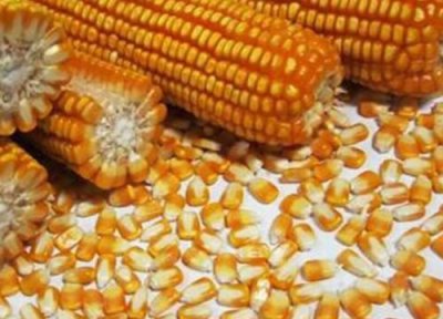 玉米种子栽种步骤 玉米种子怎么种植方法