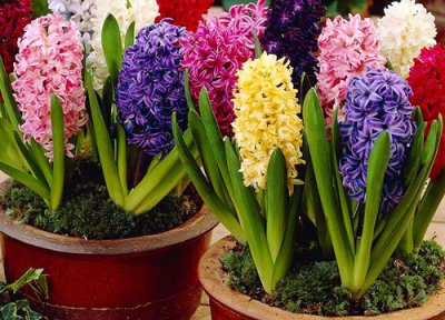 风信子开花后种球怎么处理 枯萎后起球第二年还能养吗