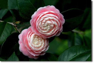 茶花扦插时间 茶花扦插生根最快方法