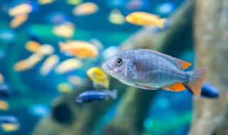 家庭鱼缸怎么隔音好 家庭鱼缸如何隔音好