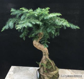 家中养澳洲杉松盆景好不好 家庭养澳洲松盆景的方法