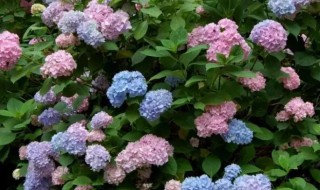 绣球花常见品种的简介 绣球花有哪些常见品种