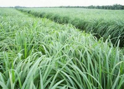 寻百草有什么作用与功效 中药作用怎么样