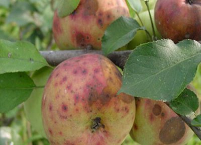 苹果种植中常见病害 苹果病虫害防治技术与方法措施