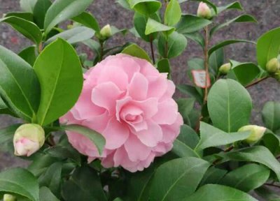 茶花花苞干瘪枯萎要不要剪掉 茶花如何养护避免花苞全枯萎掉光