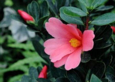 杜鹃茶花一年开花次数 杜鹃茶花一年开几次花