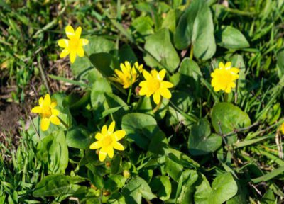 迎春花耐寒吗 迎春花盆栽冬天怎么养