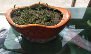 满天星种子泡发芽的方法介绍 满天星种子怎么催芽