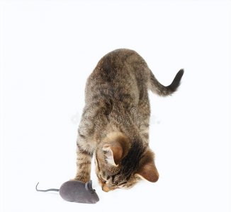 怎么判断家里有没有老鼠 卧室里有老鼠怎么赶走妙招