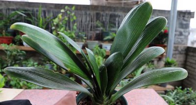 君子兰没根能养活吗 君子兰根全没了怎么生根栽种