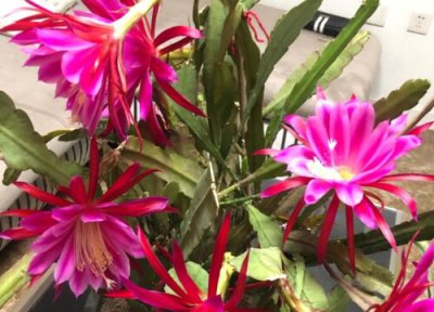 令箭荷花发芽环境 令箭荷花怎么发芽快